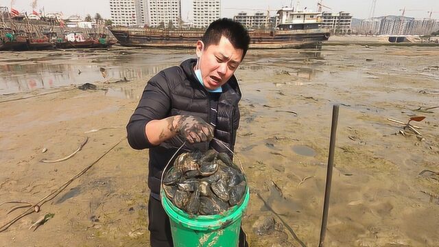小斗趁没人去赶海,一个多小时挖了好几十斤海蚌,桶都装不上了
