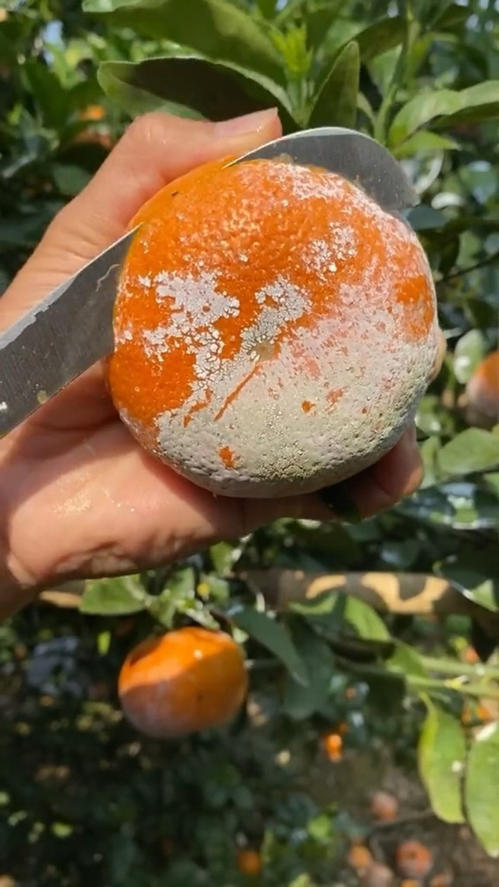 茂谷柑