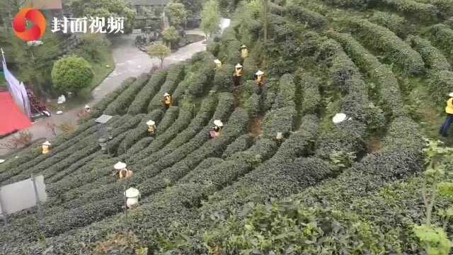 互联网+农业 茶商“云端”相聚 都江堰春茶销售迎来开门红