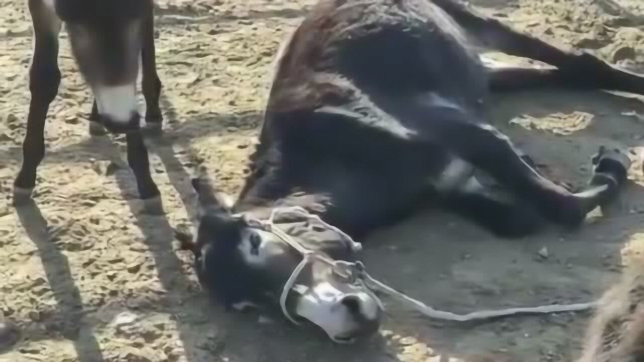 饲养员家的一头驴因为病情倒下了旁边的伙伴一直在陪同画面有些感动