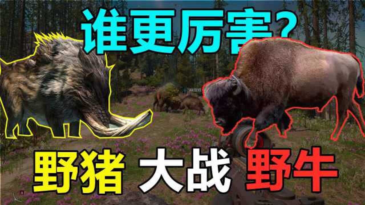 野猪大战野牛,谁更厉害?双方打了不到5秒钟就分出了结果
