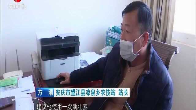 安徽:全托管 云服务 安徽各地抢抓农时忙春耕