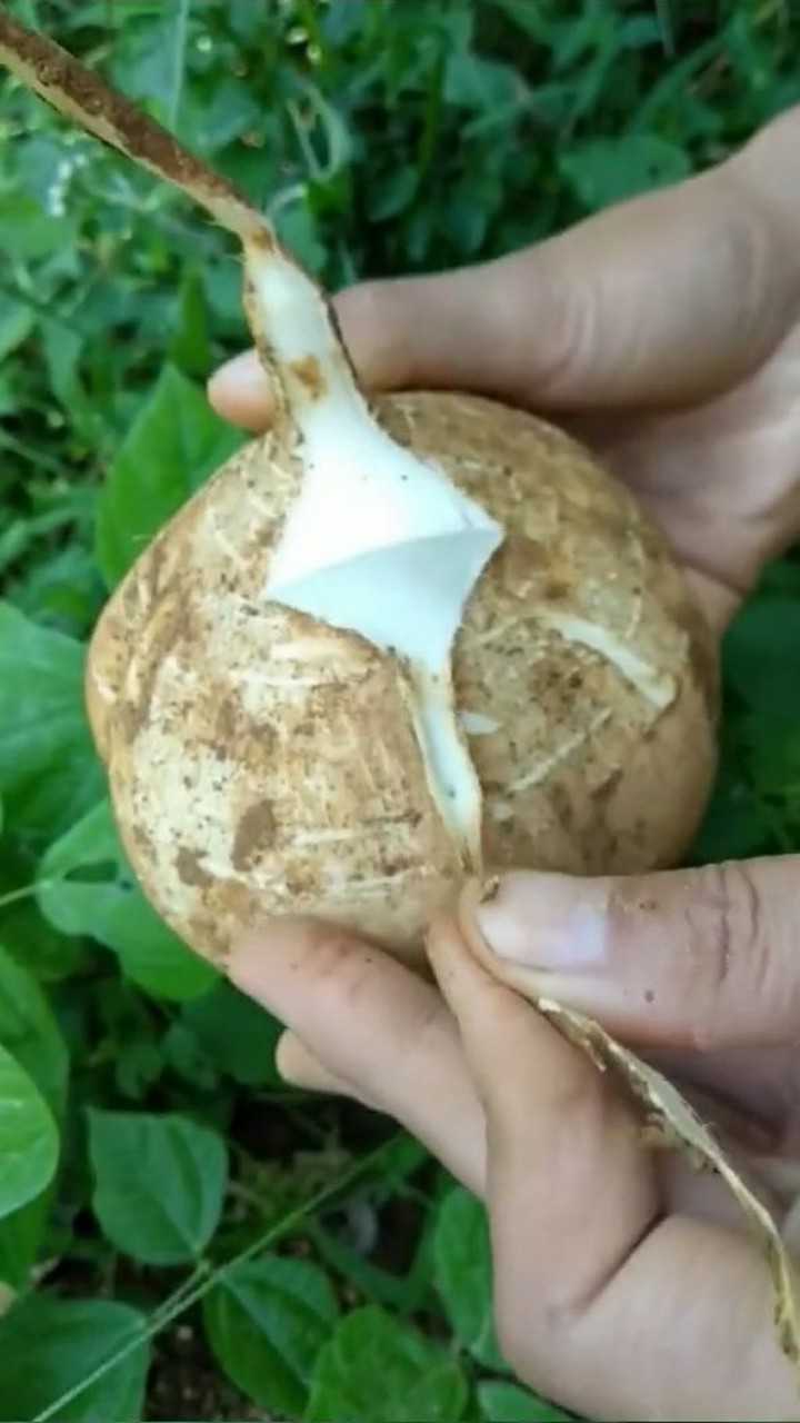 这东西在贵州叫地萝卜,懂货的都知道它的好,你们老家叫它啥?