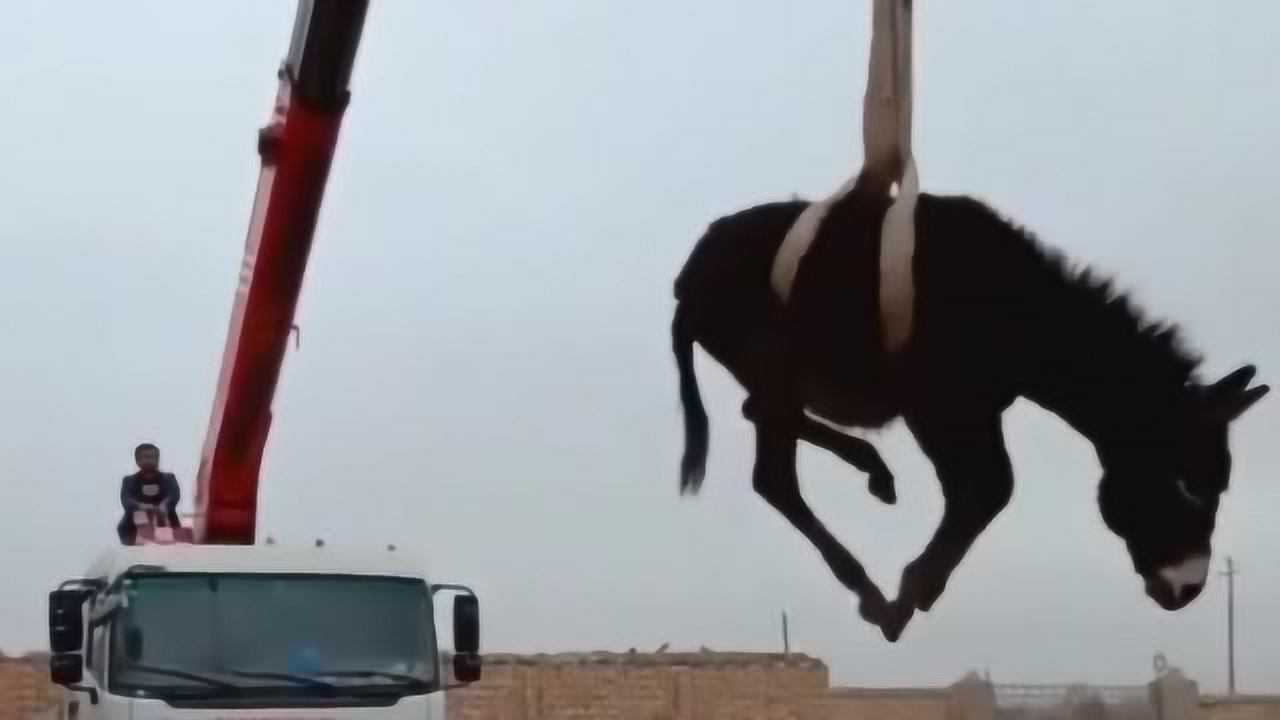 广东小哥准备把家里的驴卖掉,看到驴被吊起来的样子