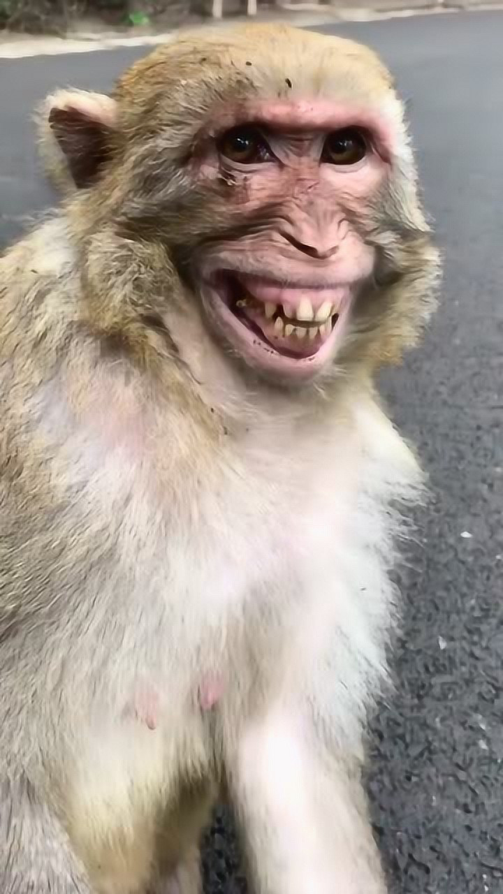 咧嘴大笑的猴子,太搞笑了