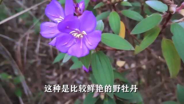 田耕地上:清明上山,野牡丹花开花落结出了毛茸茸的毛稔