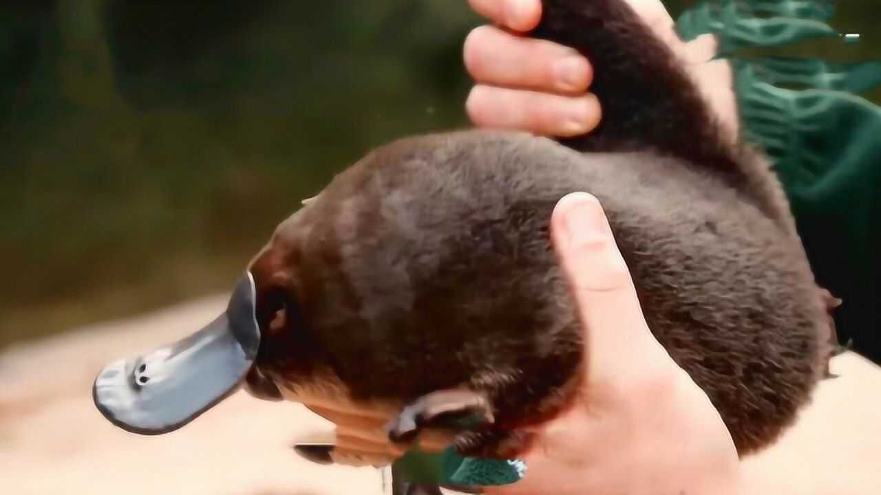 男子捡到奇怪的动物,嘴巴长得跟鸭子一样,知道真身可把人吓一跳