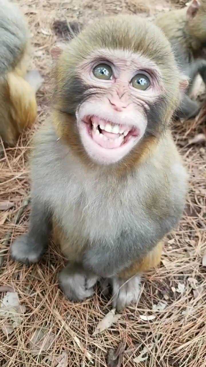 猴子的搞笑图片呲牙图片