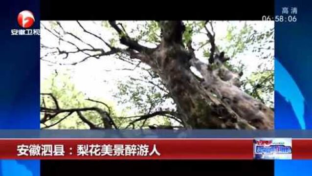 安徽歙县:千年檵木吐芬芳 玉树琼花迎春开 引来无数摄影爱好者