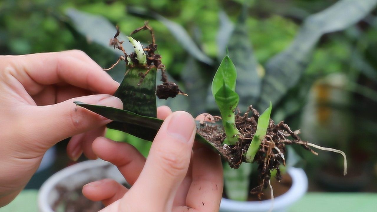 扦插虎皮兰不生根不发芽,都是勤快惹的祸