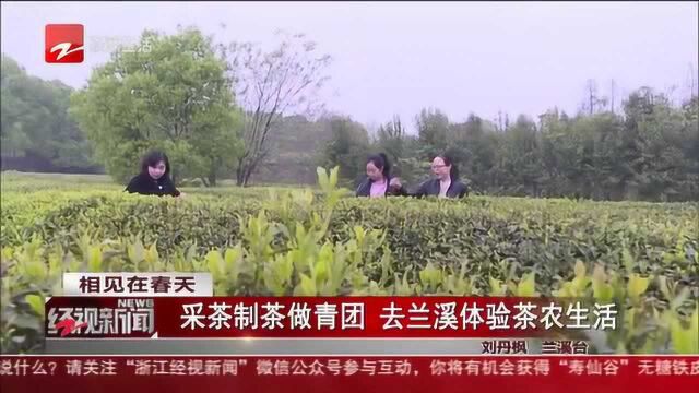 采茶制茶做青团 去兰溪体验茶农生活