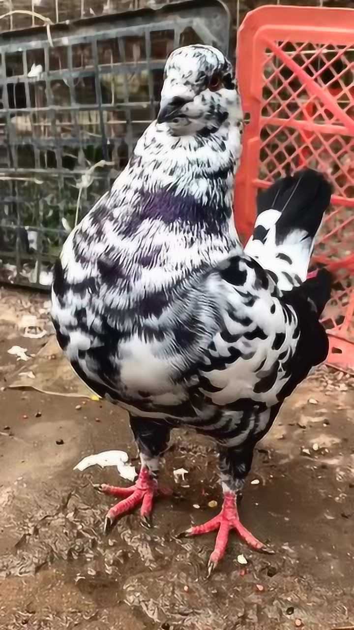 体型像鸡的鸽子你见过吗也不知道它能不能飞起来