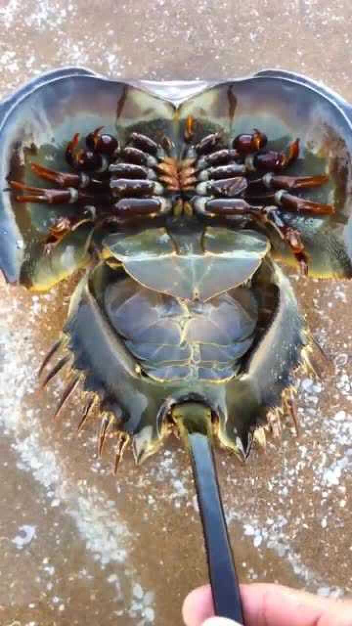 成年的马蹄蟹血液竟然是蓝色的我是第一次见