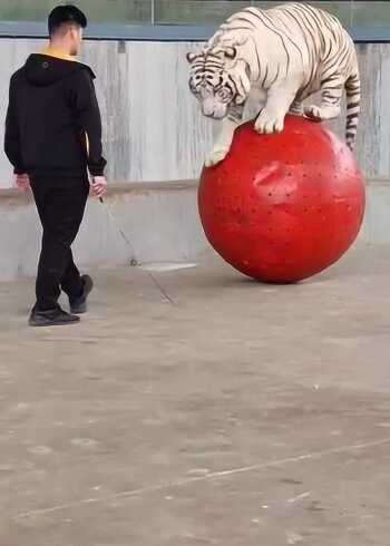 这只白虎真厉害,看到它的动作我是服了,网友网红老虎