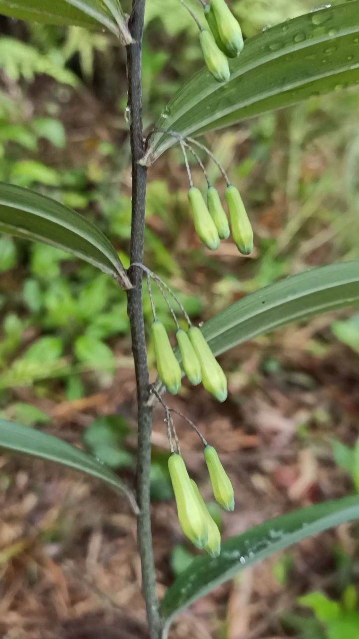 多花黄精药用食用观赏小时候放牛常拿来烧烤