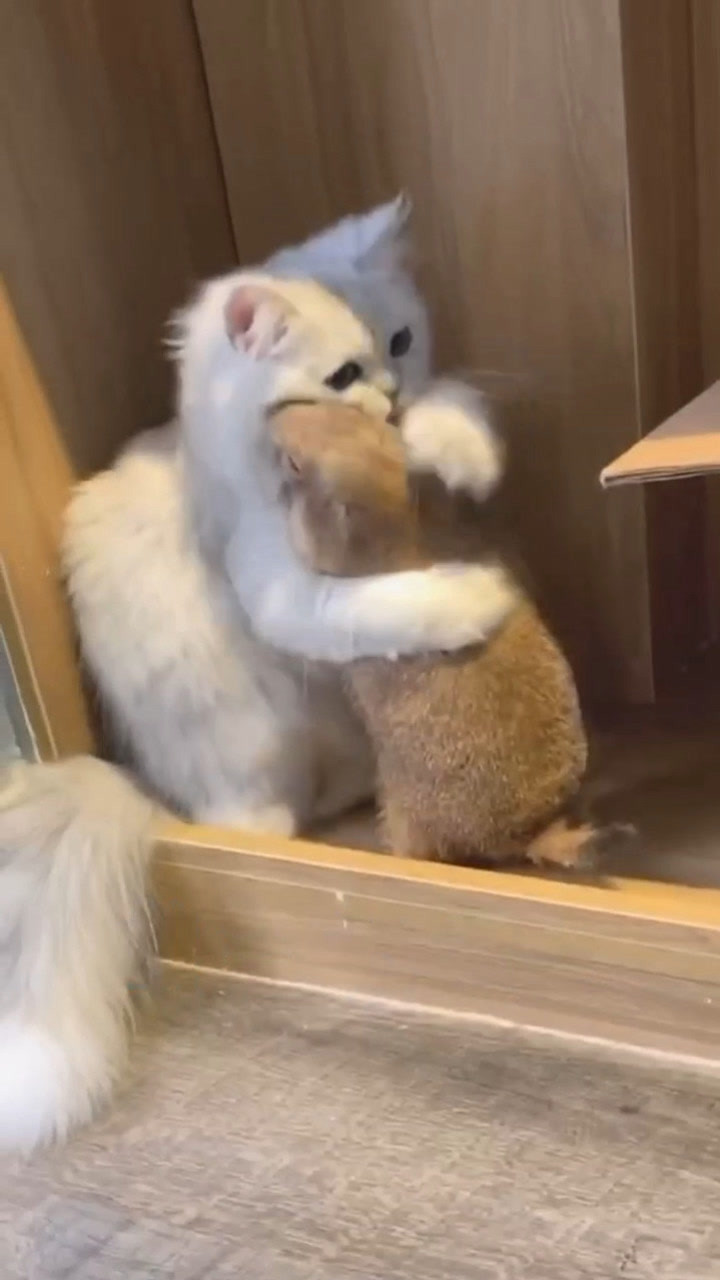 土拨鼠和小猫咪的故事这也太暖了吧