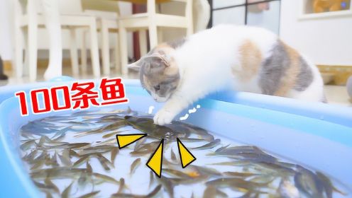 给猫咪100条活鱼会怎么样？猫：全部叼走！