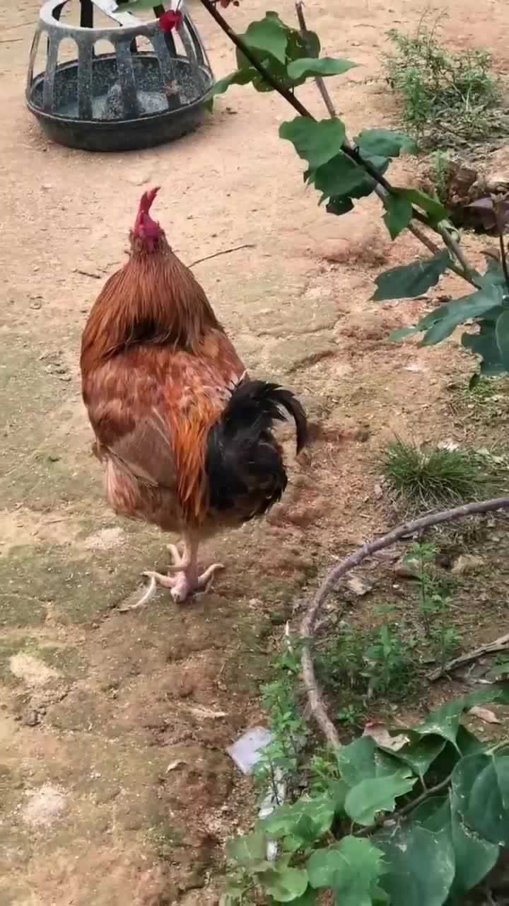 独脚的老公鸡难以想象它是如何靠一条腿活到今天