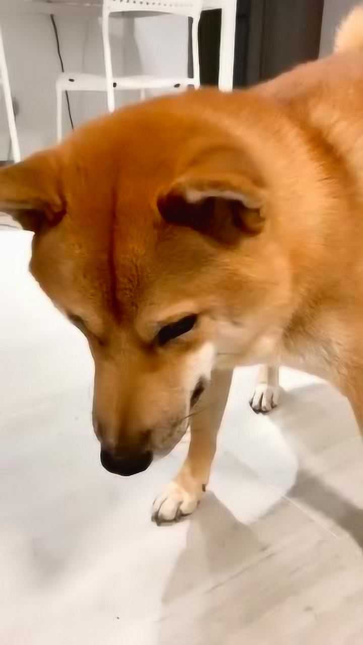 柴犬夹腿伸手歪头,还得竖起耳朵,动作比我都6啊!