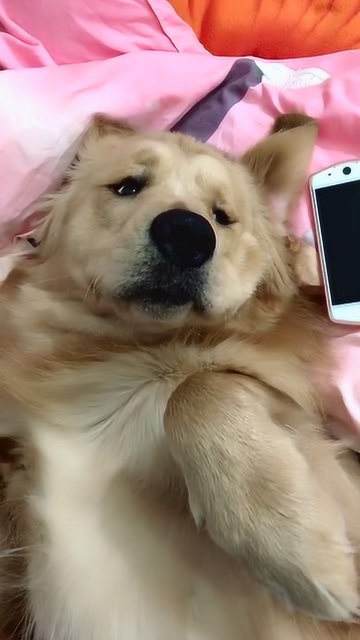 狗狗也会玩手机吗?
