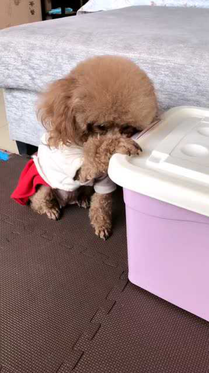 狗：扒拉我嘴原来是找茬呢 腾讯网