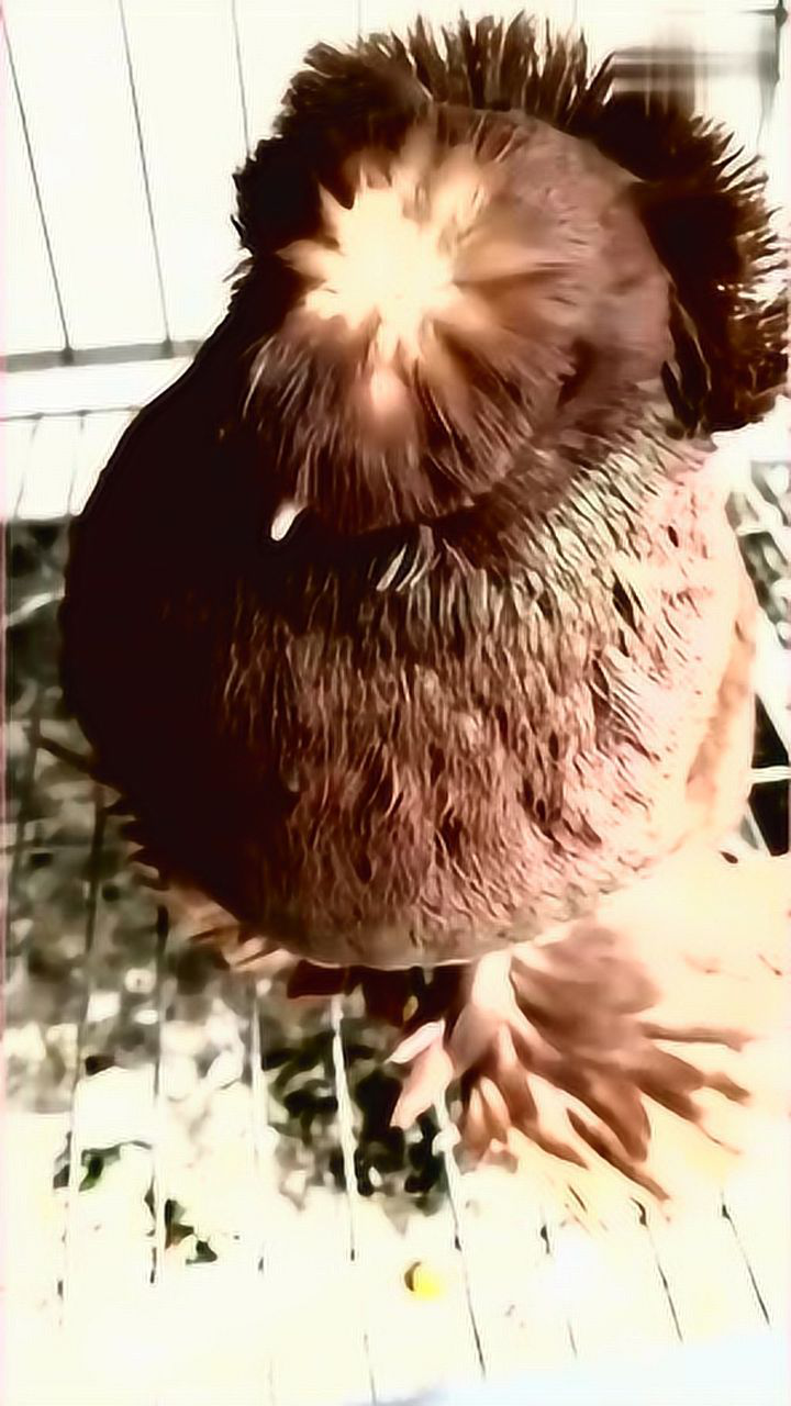 菊花顶玉鸟,这模样太可爱_腾讯视频