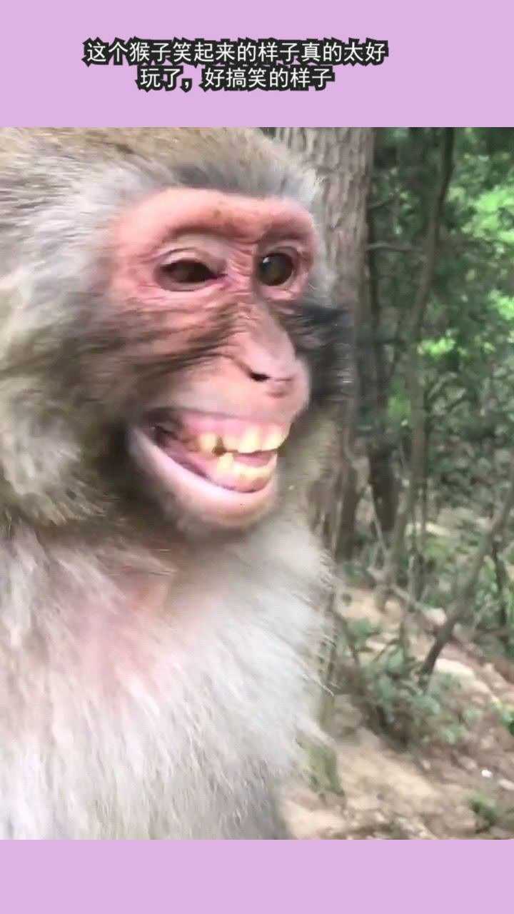 这个猴子笑起来的样子真的太好玩了,好搞笑的样子