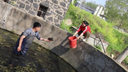 胖妹今天又开荤，和老公摸10斤河蚌，配腊肉一炒，辣辣鲜香吃过瘾