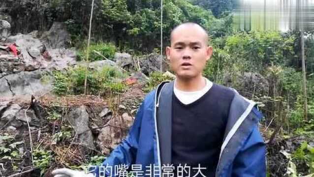 清明当天小伙竟然在坟头上发现一只怪鸟站在那里不走