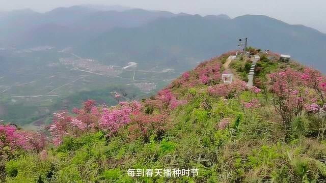 宁波网红地,杜鹃花胜地,金峨山上映山红