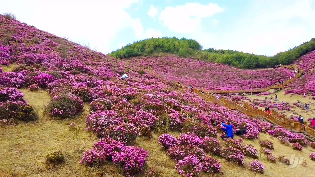 马鹿塘花海图片