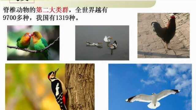 11.北师大版生物八下22.4动物的主要类群(鸟类)