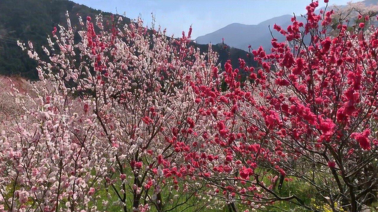 桃花盛開美景欣賞,桃花風景觀賞,桃花景色