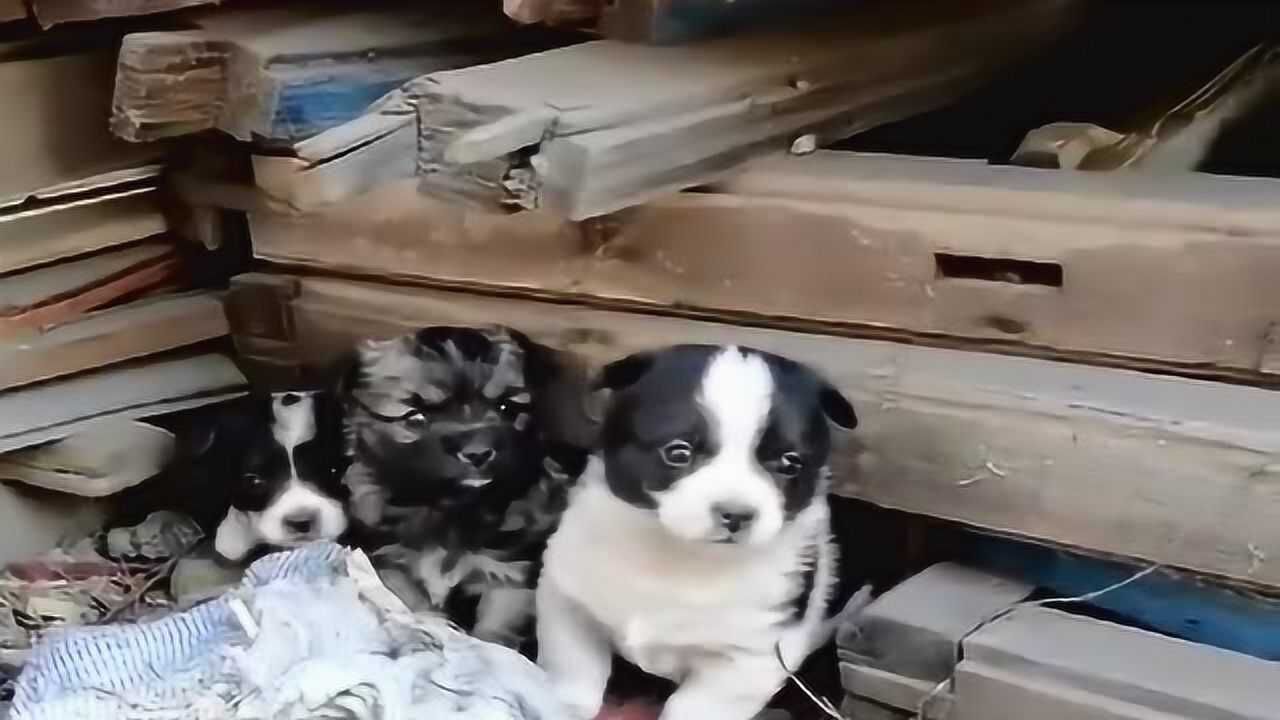 废弃工厂发现一窝流浪狗,看到我连忙出来讨好,要不要收养它们呢?