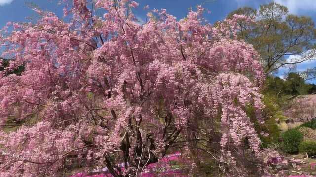 樱花美景欣赏,樱花风光欣赏,樱花盛开