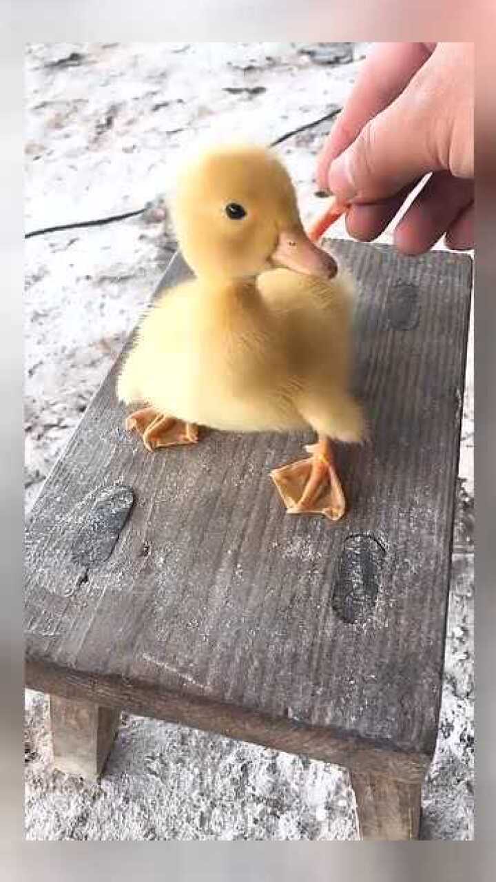 四只脚的小鸭子见过吗以后赚了可以多吃两个鸭腿了