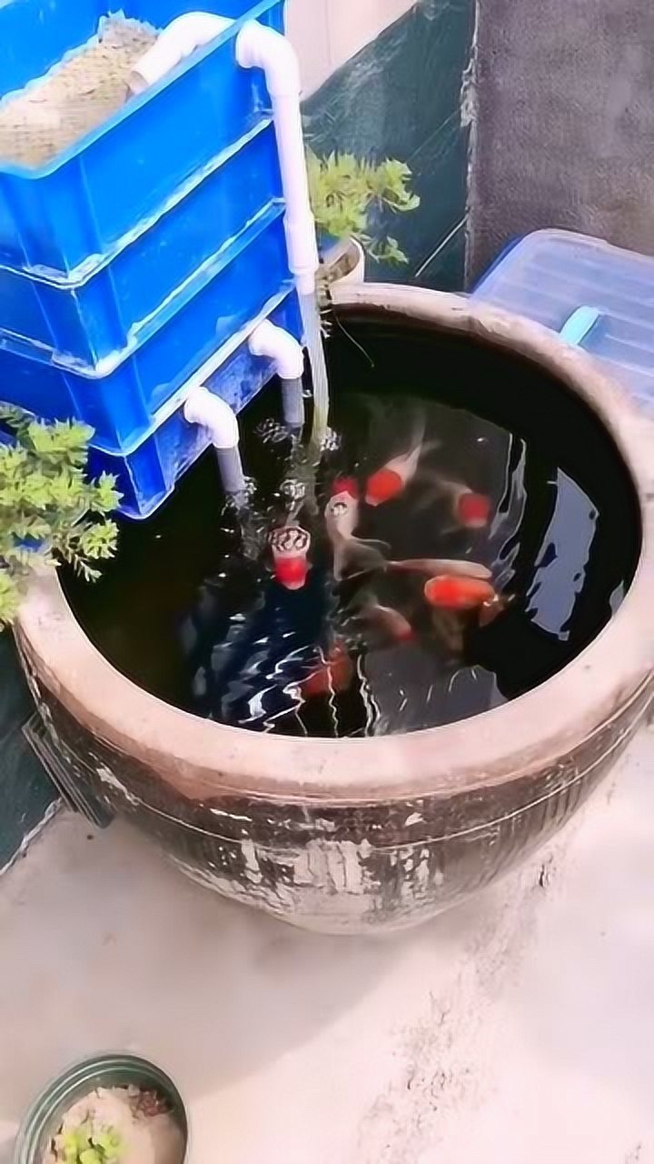 這樣養魚,能活嗎_騰訊視頻