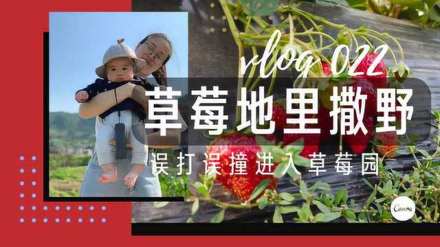 VLOG|误打误撞进入一片草莓园 vol.022