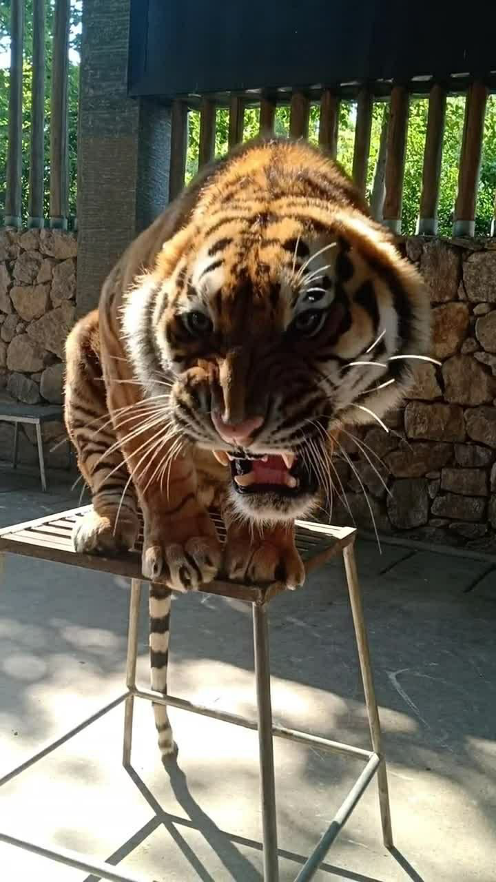 这只大老虎的气势是真的足,听着它的吼叫声还挺吓人的