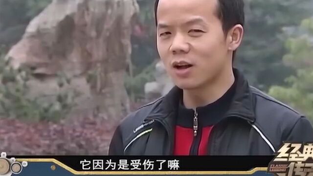 在全面的调查后,林业站站长表示,捣毁菜地袭击人的可能就是黑熊