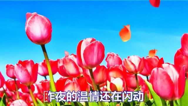 一首好听的情歌《残花如一梦》