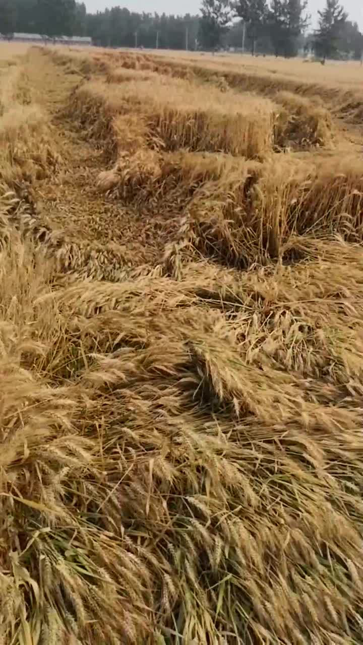 河南夏收六一河南驻马店麦收在即部分小麦倒伏严重如石滚碾压