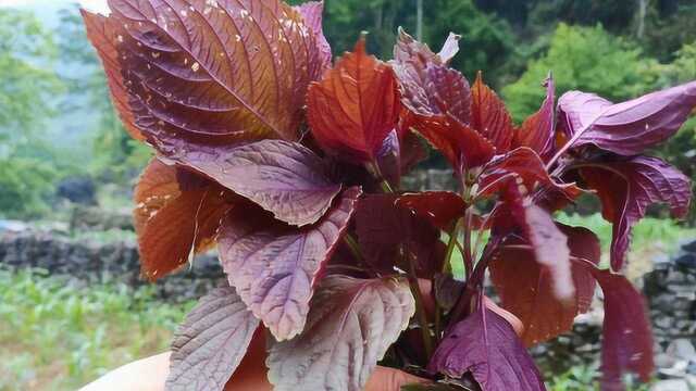 农村野生红紫苏,功效很多,后悔知道的太晚了