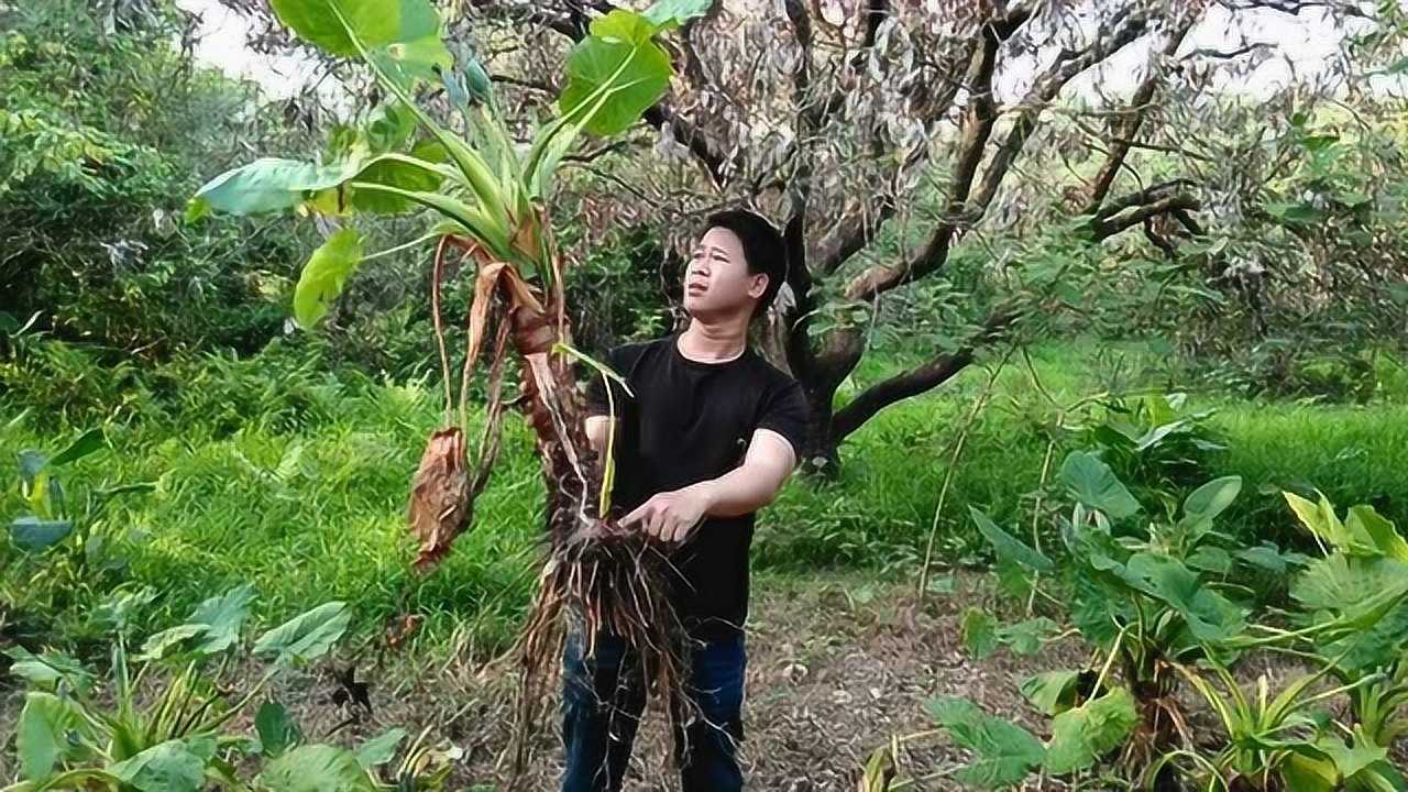假芋头也叫做滴水观音,它的汁液是有毒的也是观赏植物,它是点有小毒