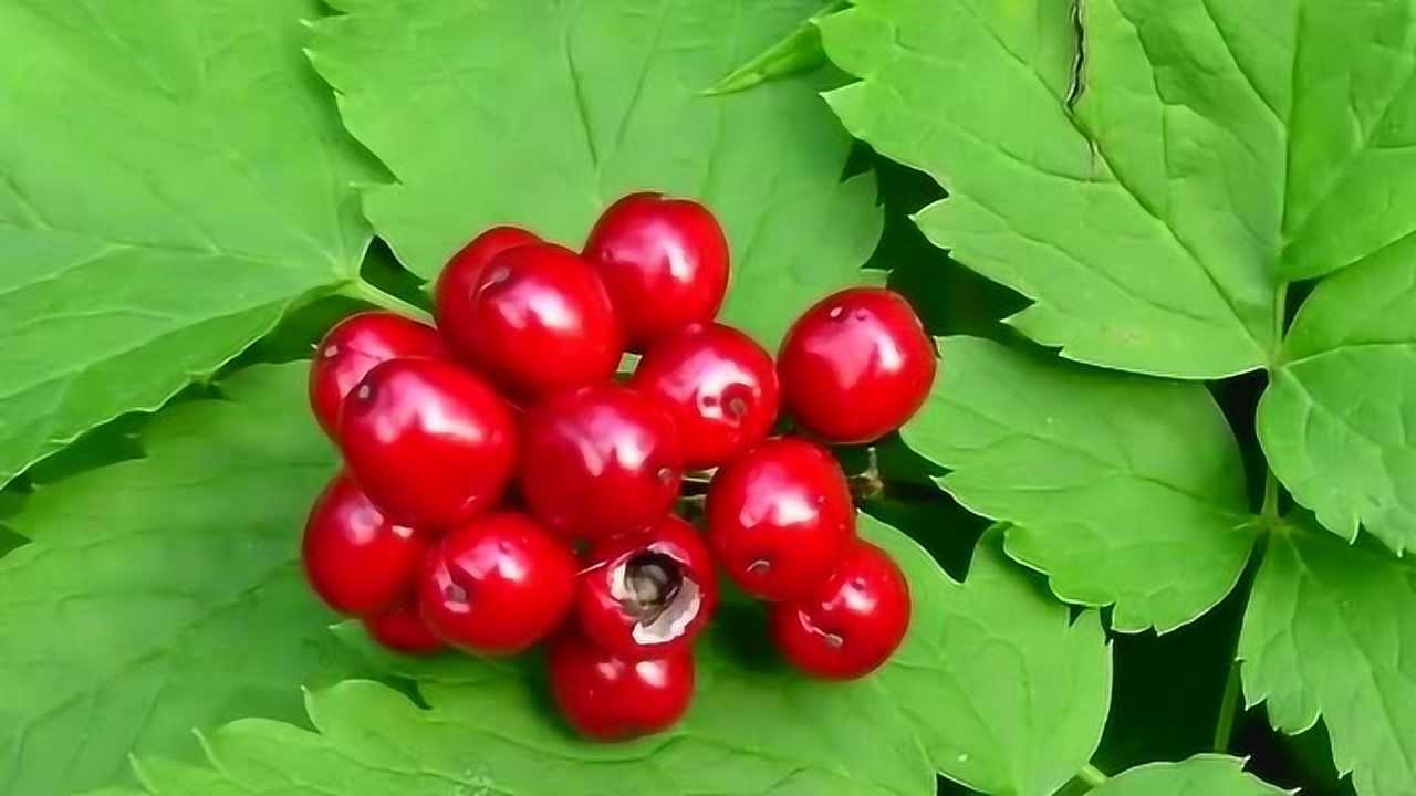 红色小果实竟然充满了有害物质,千万别误食,好看不好吃,物不可貌相呀!