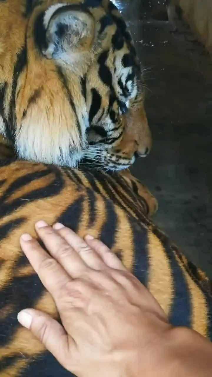 明知山有虎偏向虎山行谁说老虎的屁股摸不得我摸着挺舒服的