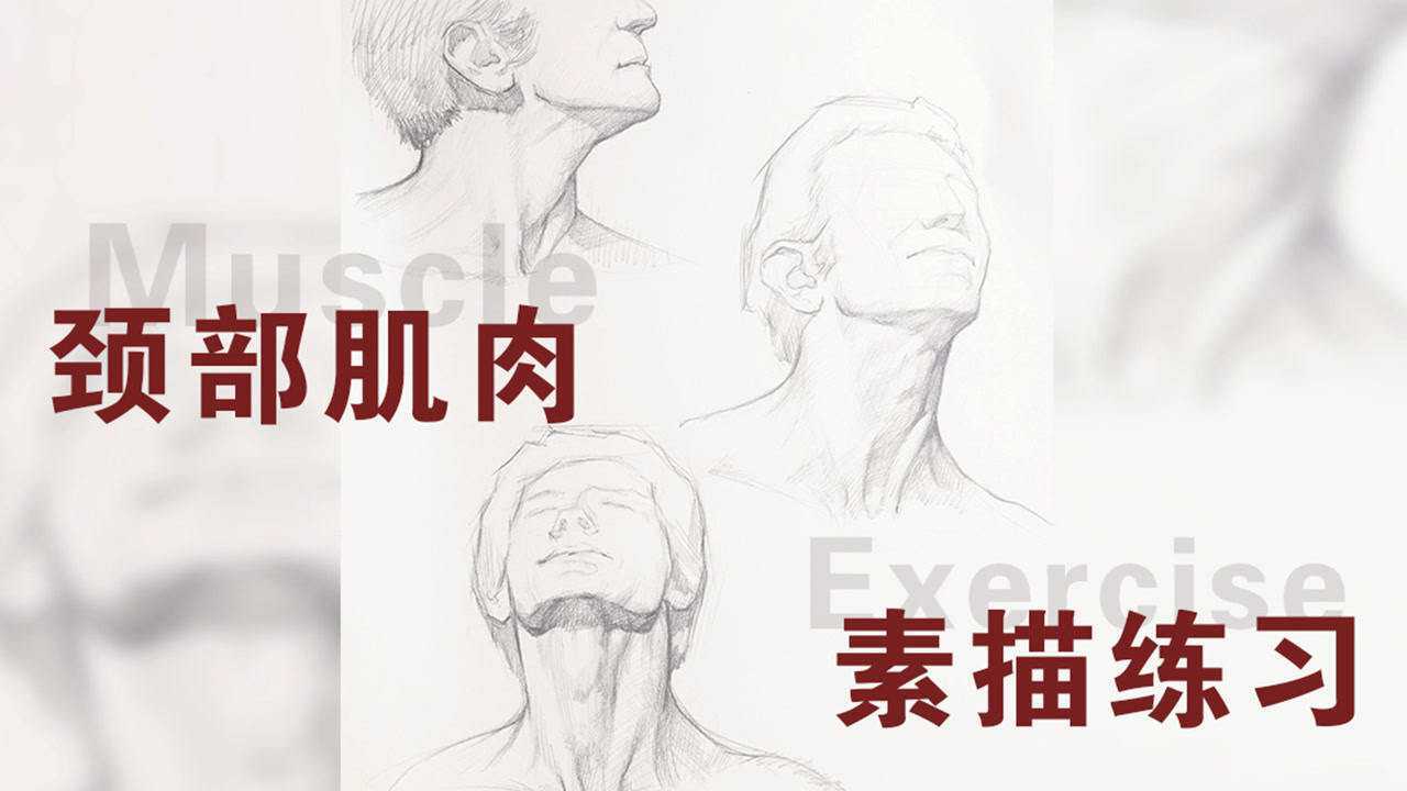 脖子肌肉素描图片