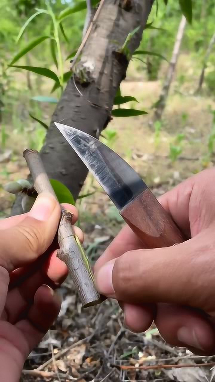 看过这么多钻木嫁接,只有这个最厉害,直接就能结果实了!