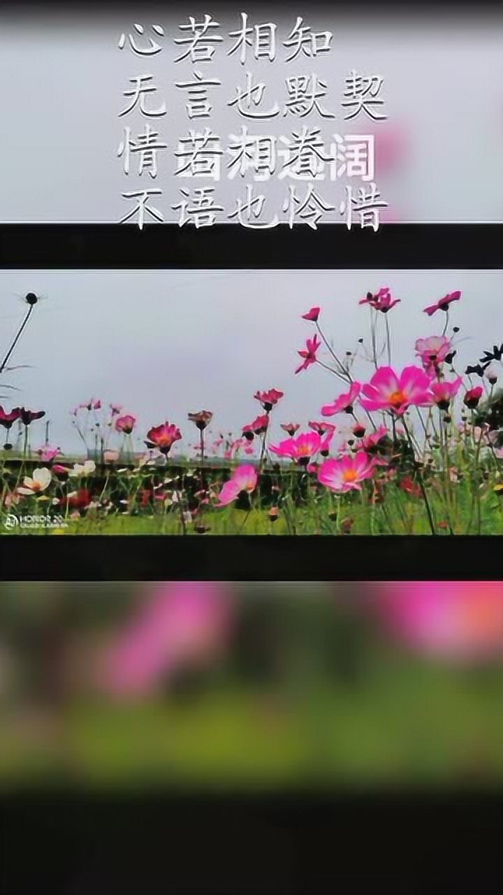 心若相知,无言也默契.情若相眷,不语也怜惜_腾讯视频
