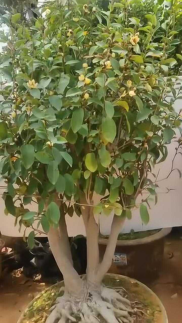 大型含笑盆景老桩中国十大名花之首开花有奇香
